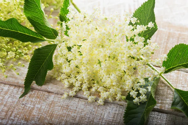 Flower of sambucus on wooden background. — Stock Photo, Image