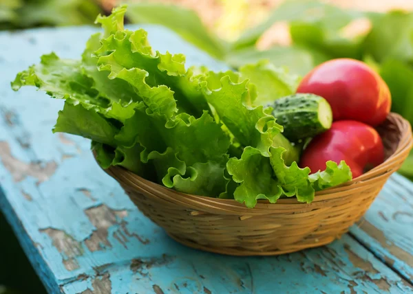 Salada orgânica fresca, tomate, pepino em balde — Fotografia de Stock