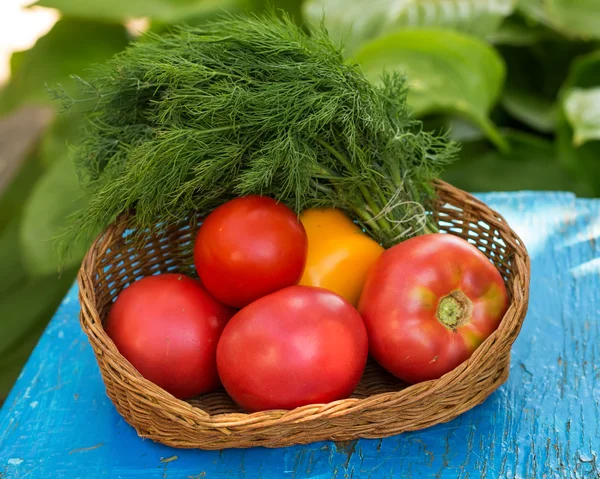 Fresh organic tomatoes in bucket and fennel — Stock Photo, Image