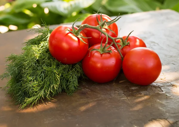 Fresh organic tomatoes and fennel — Stock Photo, Image