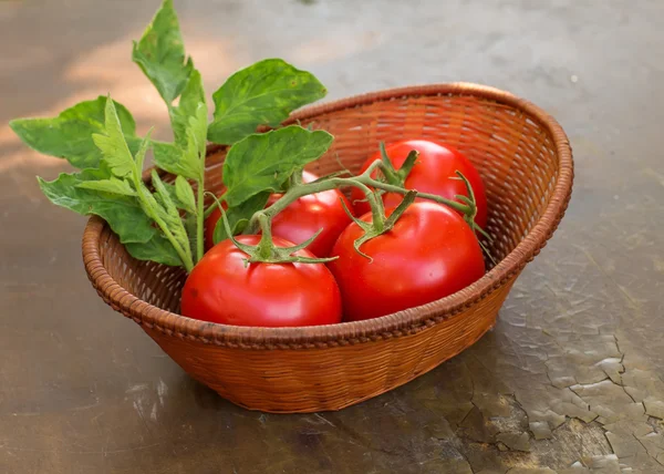 Świeże ekologiczne pomidory w wiadrze — Zdjęcie stockowe