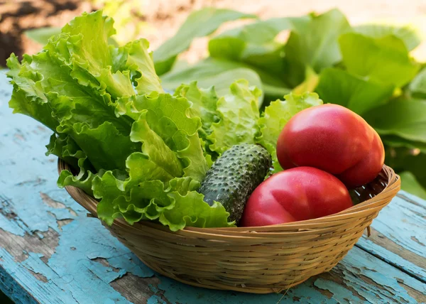 Frische Bio-Tomaten, Gurken, Salat im Eimer — Stockfoto