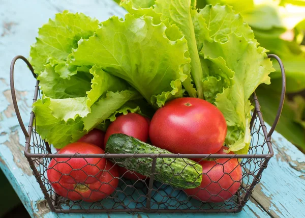 Tomates orgánicos frescos en cubo — Foto de Stock