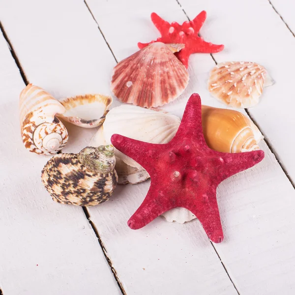 Seashells on wooden background — Stock Photo, Image
