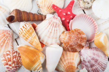 Ahşap arka planda deniz kabukları