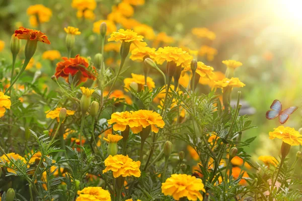 Autumn flowers in garden — Stock Photo, Image