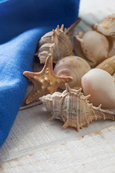 木制背景的贝壳 — 图库照片
