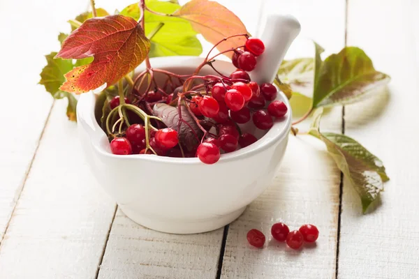 Berries of red viburnum — Stock Photo, Image