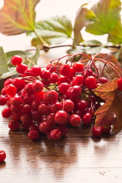 Bagas de Viburnum vermelho — Fotografia de Stock