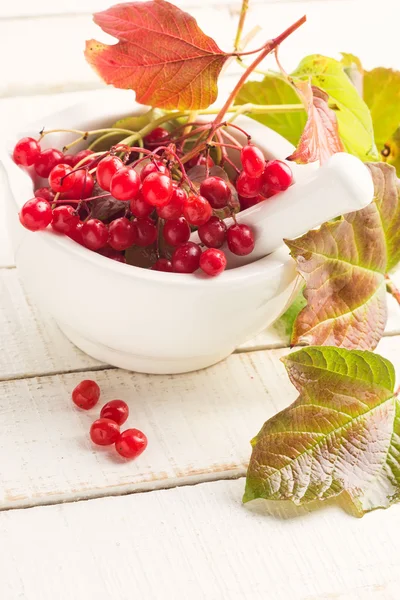 Beeren von rotem Viburnum — Stockfoto