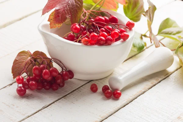 Bagas de Viburnum vermelho — Fotografia de Stock