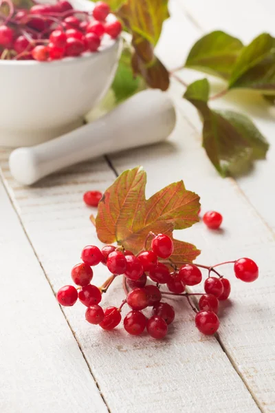 Bagas de Viburnum vermelho — Fotografia de Stock