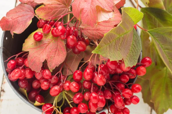 Beeren von rotem Viburnum — Stockfoto