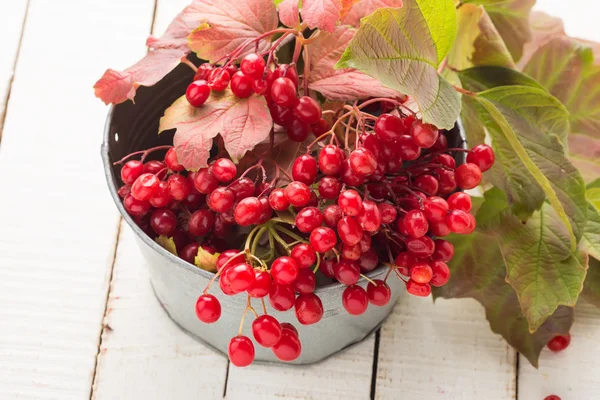 Berries of red viburnum — Stock Photo, Image