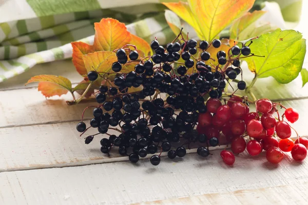 Holunder und Viburnum — Stockfoto