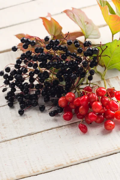Berries of red viburnum and elderberry — Stock Photo, Image