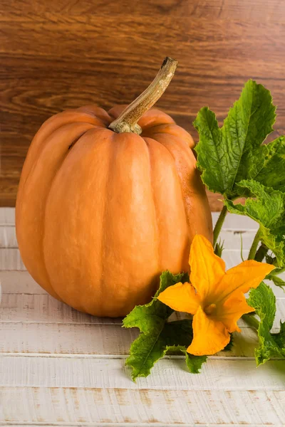 Fresh pumpkin with leaves — Stock Photo, Image