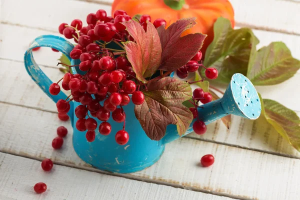 Bunte herbstliche Beeren und Blätter — Stockfoto