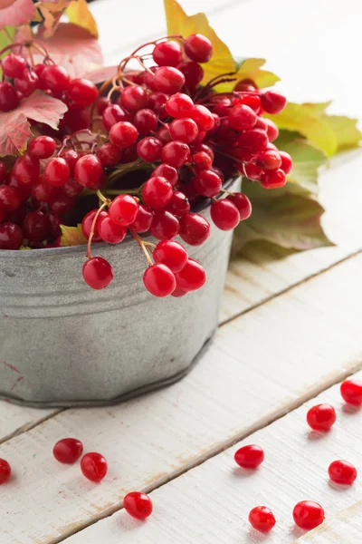 Berries of red viburnum — Stock Photo, Image