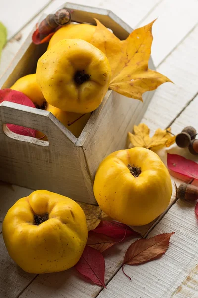 Fresh quinces — Stock Photo, Image