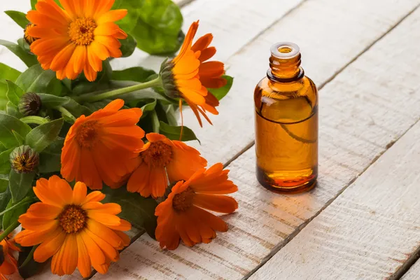 Calendula temel aroma yağı — Stok fotoğraf