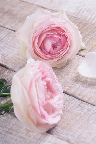 Postal con rosas pastel — Foto de Stock