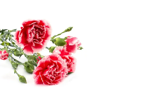 Fresh carnations — Stock Photo, Image