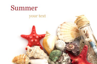 beyaz arkaplanda deniz kabukları