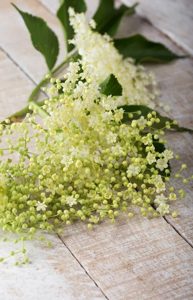 ニワトコの花 — ストック写真