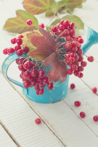 Berries of red viburnum in watering can — Stock Photo, Image