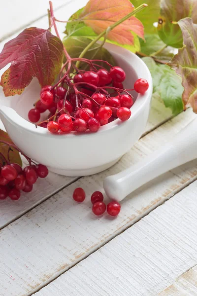 Bayas de viburno rojo en mortero — Foto de Stock