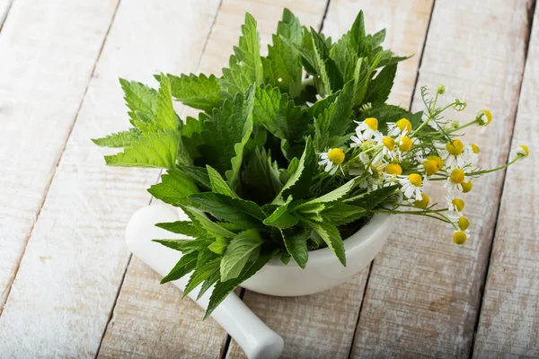 Fresh green melissa, mint, chamomile — Stock Photo, Image