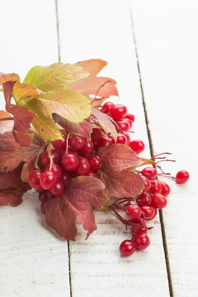Beeren von rotem Viburnum auf Holztisch — Stockfoto