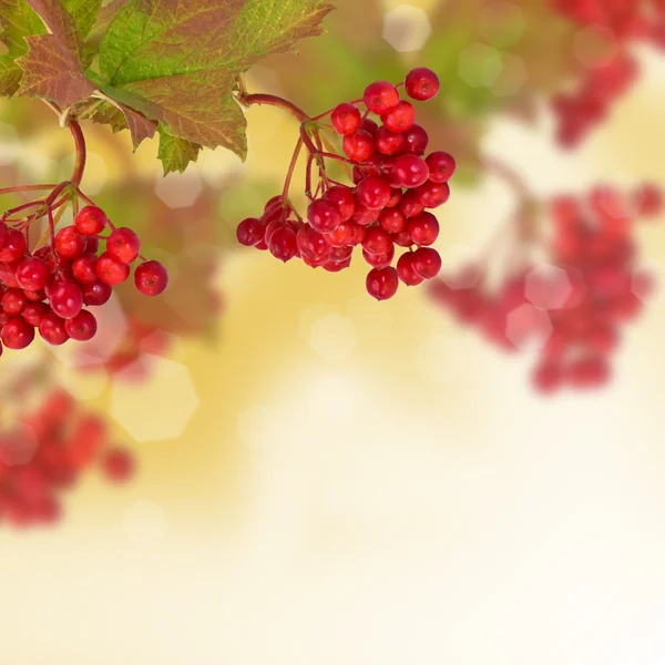 Bacche di viburno rosso. Sfondo autunno . — Foto Stock