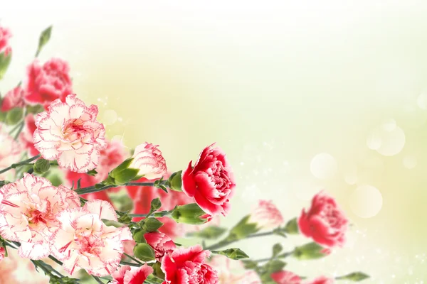 Ansichtkaart met elegante bloemen — Stockfoto