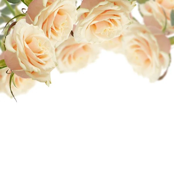 Postcard with elegant flowers — Stock Photo, Image