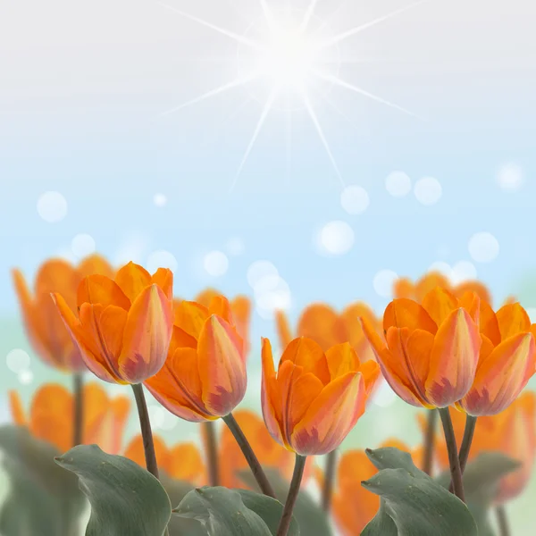 Kartpostal zarif çiçekler — Stok fotoğraf