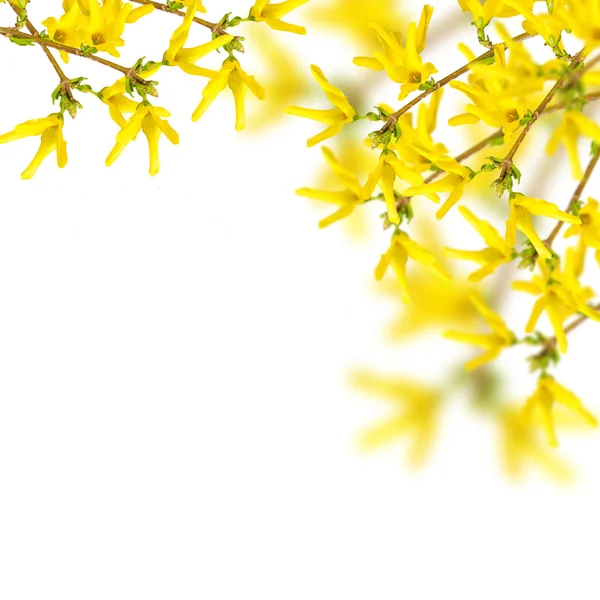 Pohlednice s jarními květy — Stock fotografie