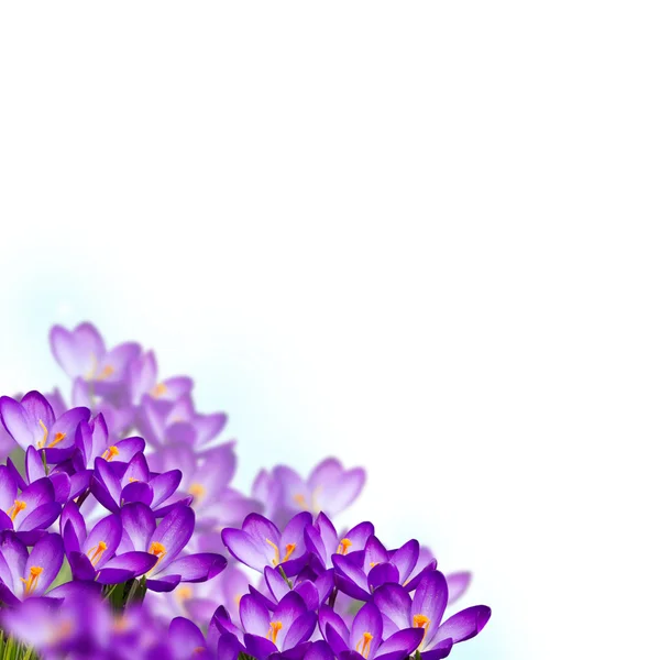 Postcard with fresh flowers crocus — Stockfoto