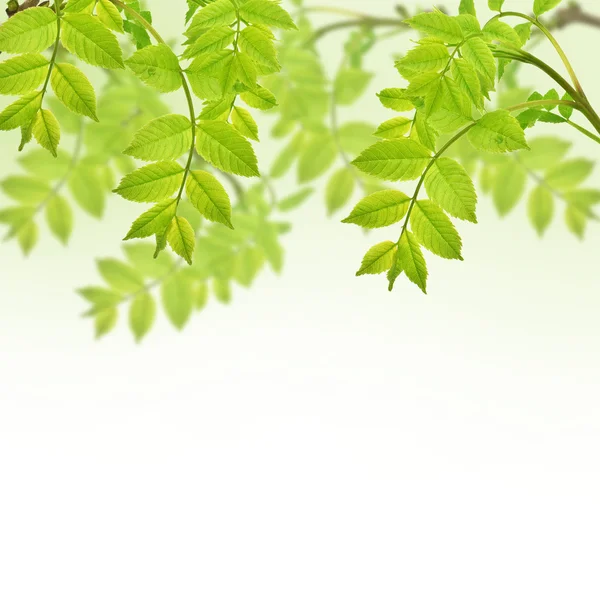 Pocztówka z świeżych zielonych liści — Zdjęcie stockowe