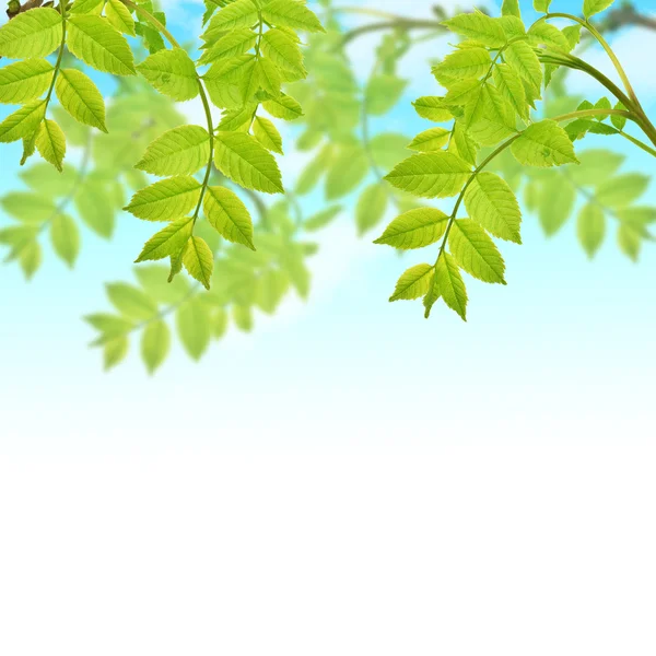 Vykort med färska gröna blad och plats för din text — Stockfoto