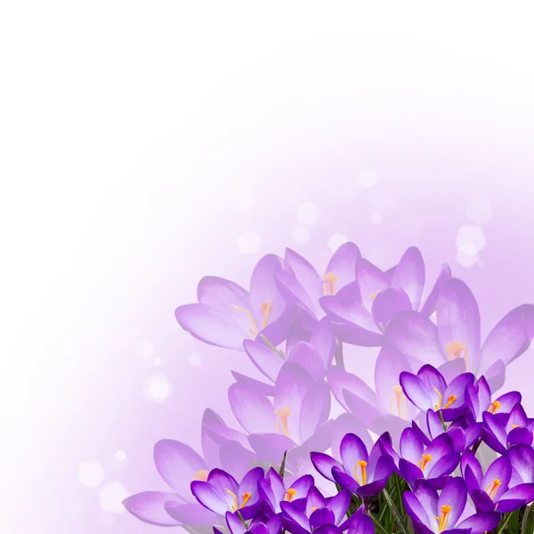 Postcard with fresh flowers crocus — Stockfoto