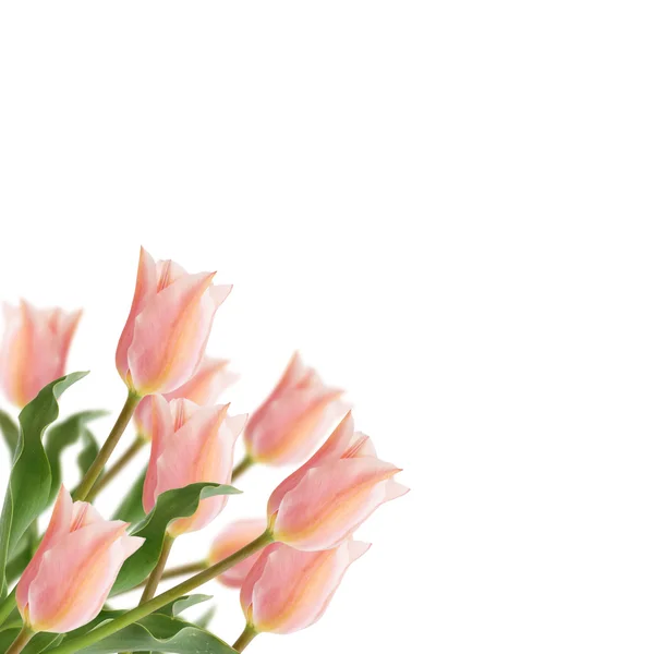 Postcard with fresh flowers tulips — Stock Photo, Image