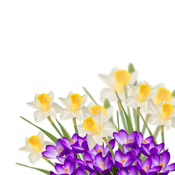 Cartão postal com flores frescas narciso e crocos — Fotografia de Stock