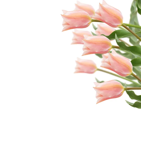 Ansichtkaart met verse bloemen tulpen — Stockfoto