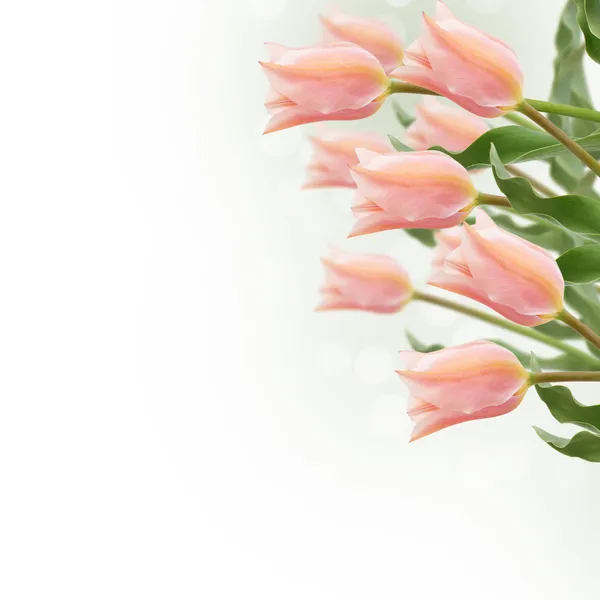 Vykort med färska blommor tulpaner — Stockfoto