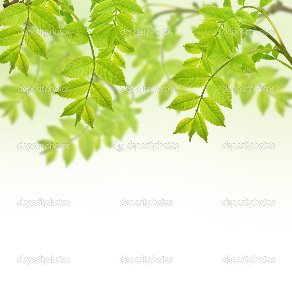 Postcard with fresh green foliage