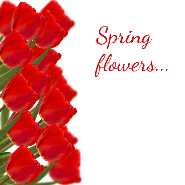 Cartão postal com árvore de floração de primavera fresca — Fotografia de Stock