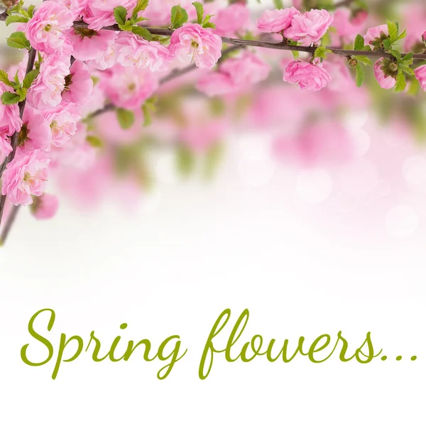 明信片与新鲜的春天开花的树 — 图库照片