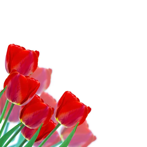 Postcard with fresh flowers tulips — Stock Photo, Image